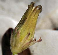 Image of Horned Dandelion