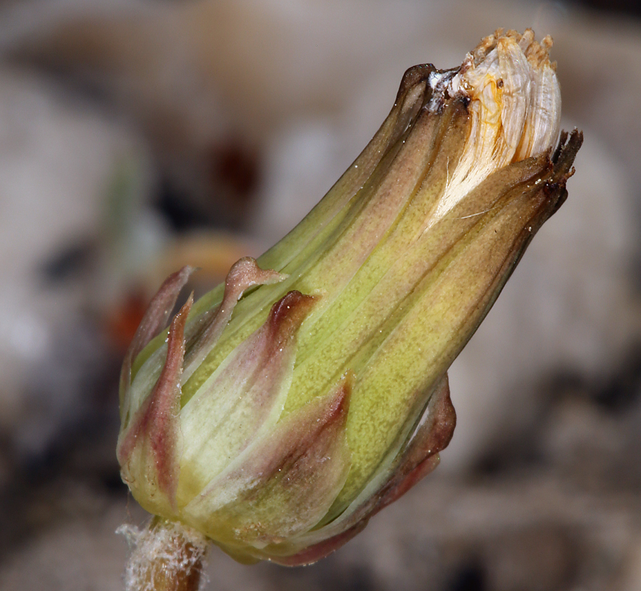 Image of Horned Dandelion