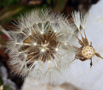 Image of Horned Dandelion