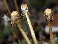 Слика од Taraxacum ceratophorum (Ledeb.) DC.