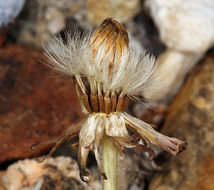 Image of Horned Dandelion