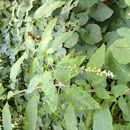 Image of American Nightshade