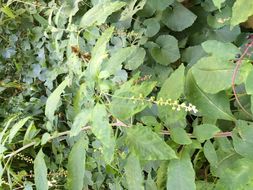 Image of American Nightshade