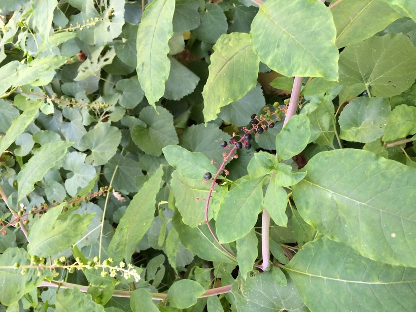 Image of American Nightshade