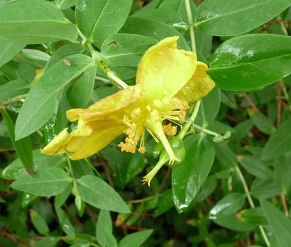 Image of Hypericum forrestii (Chitt.) N. Robson