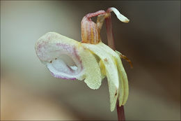 Image of Ghost orchid