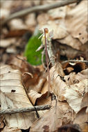 Image of Ghost orchid