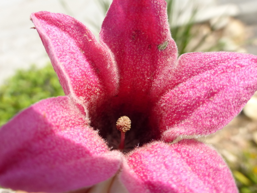 Image of Brachychiton discolor F. Müll.