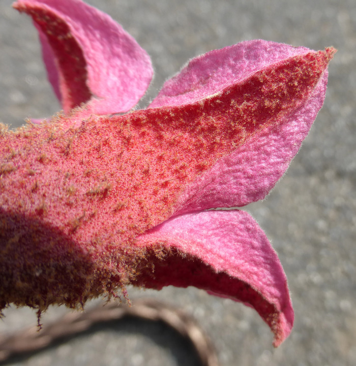 Image of Brachychiton discolor F. Müll.