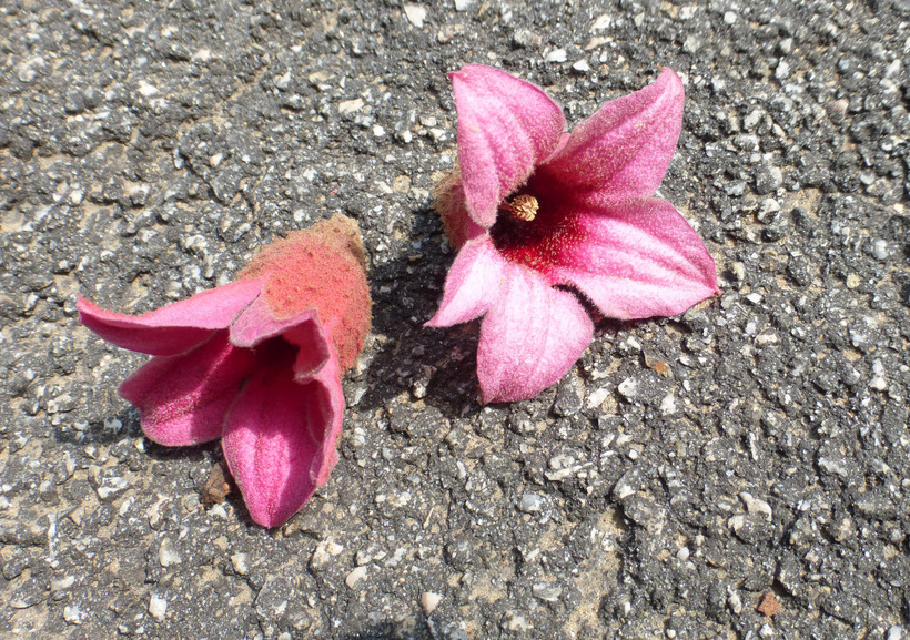 Image of Brachychiton discolor F. Müll.