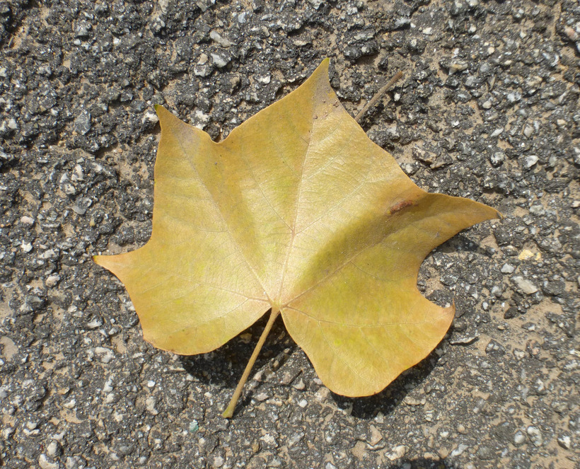 Image of Brachychiton discolor F. Müll.