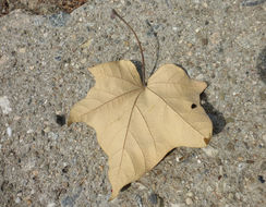 Image of Brachychiton discolor F. Müll.