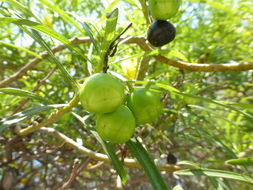 Image of Yellow oleander