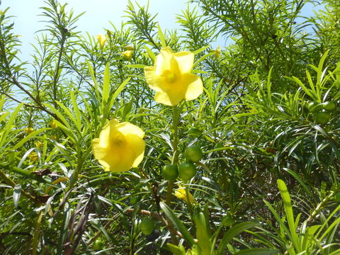 Image of Yellow oleander
