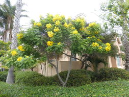 Imagem de Cassia leptophylla Vogel