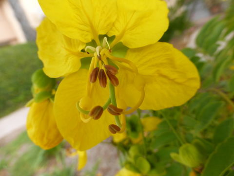 Imagem de Cassia leptophylla Vogel