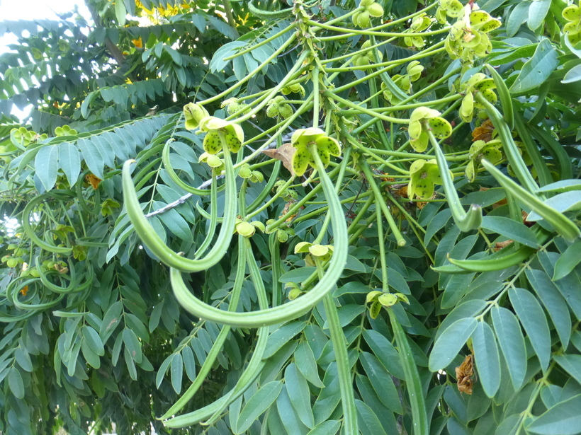 Imagem de Cassia leptophylla Vogel