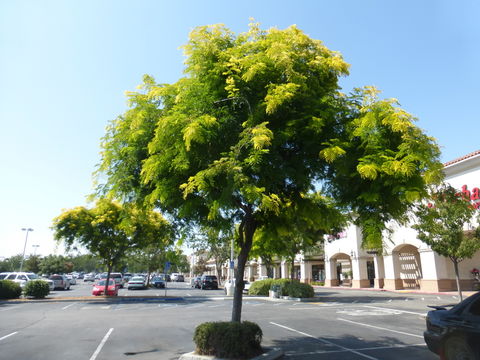 Image of Honey Locust