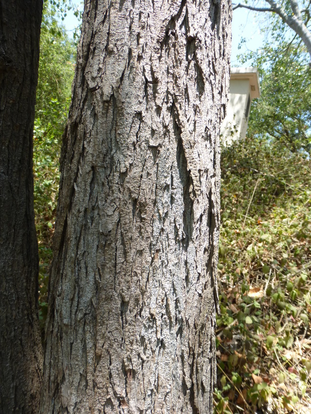 Image of spiny holdback