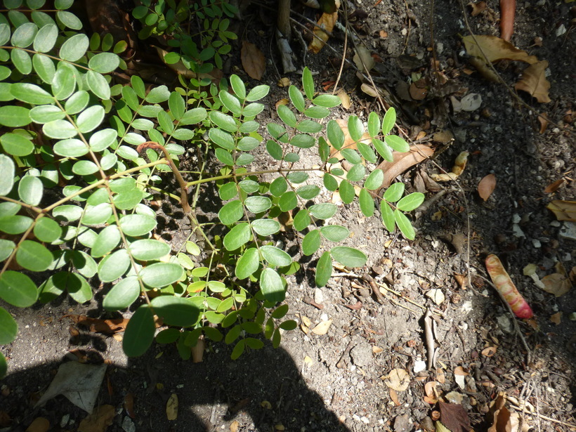 Image of spiny holdback