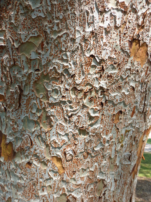 Image of Chinese elm