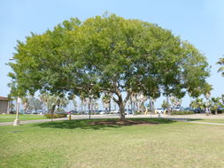 Image of Chinese elm