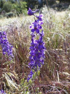 Image of umbrella larkspur