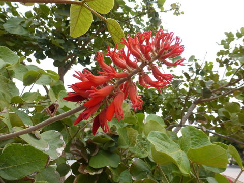 Image of erythrina