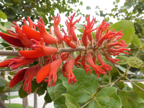 Imagem de Erythrina abyssinica DC.