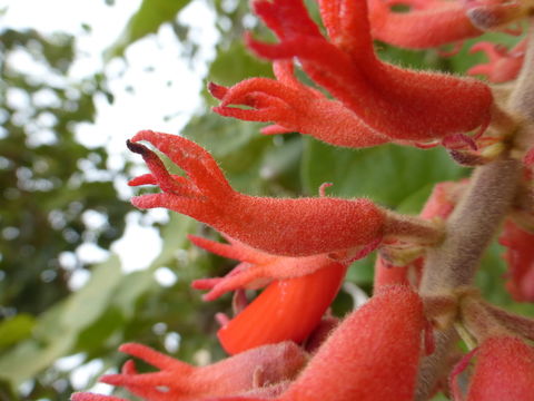 Imagem de Erythrina abyssinica DC.