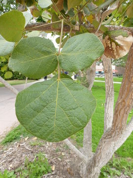 Imagem de Erythrina abyssinica DC.