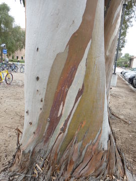 Imagem de Eucalyptus globulus Labill.