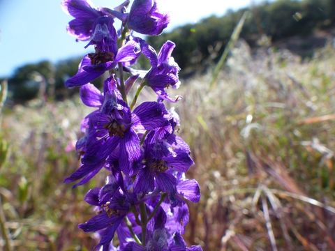 Image of umbrella larkspur