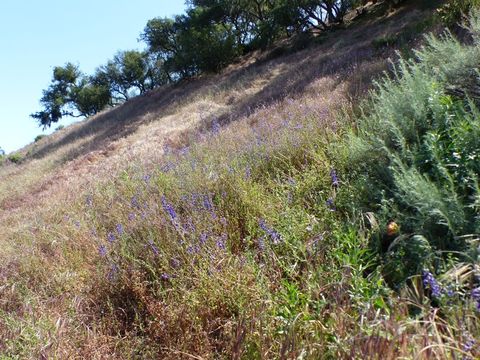 Image of umbrella larkspur