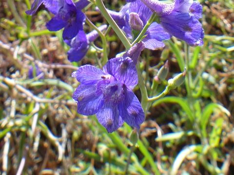 Image de Delphinium umbraculorum H. Lewis & Epling