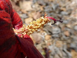 Image of <i>Hibiscus elatus</i>