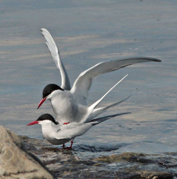 Image of Arctic Tern