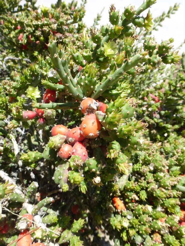 Imagem de Cylindropuntia leptocaulis (DC.) F. M. Knuth