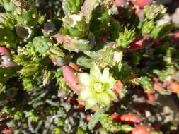 Imagem de Cylindropuntia leptocaulis (DC.) F. M. Knuth