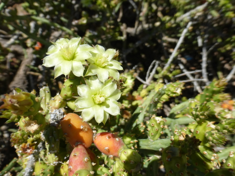 Imagem de Cylindropuntia leptocaulis (DC.) F. M. Knuth