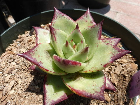 Image of Echeveria agavoides Lem.