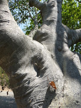 Imagem de Ficus rumphii Bl.