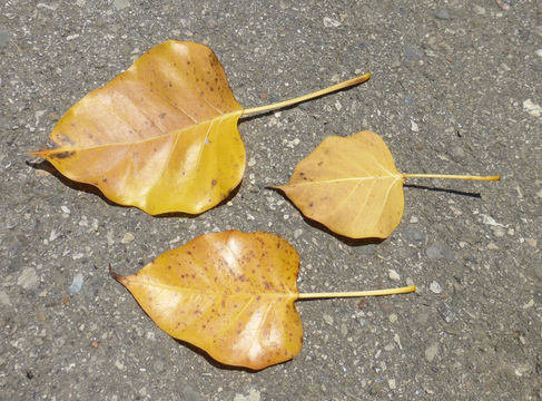 Image of Ficus rumphii Bl.