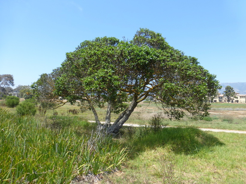 Image of Mousehole tree