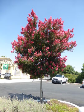 Image of Crape myrtle