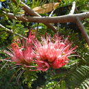 Image of <i>Schotia afra</i> var. <i>angustifolia</i>