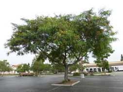 Image of rosewood