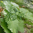 Image of Asperula purpurea (L.) Ehrend.