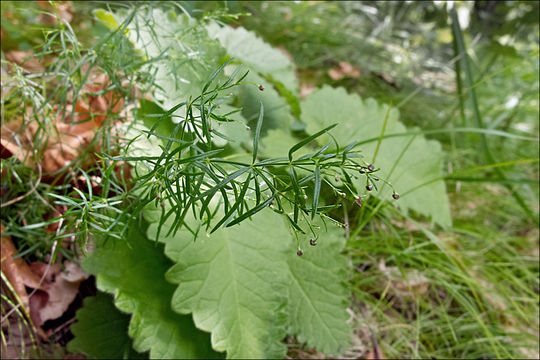 Image of Asperula purpurea (L.) Ehrend.