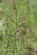 Plancia ëd Asperula purpurea (L.) Ehrend.